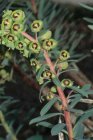 Euphorbia characias ‘Black Pearl’ | Wolfsmelk 80 P9