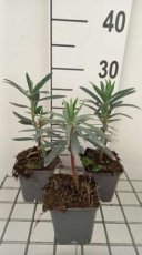 Euphorbia characias ‘Blue Wonder’ | Wolfsmelk 60 P9