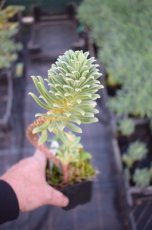 Euphorbia characias | Wolfsmelk 90 P9