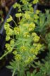 Euphorbia characias ‘Forescate’ Euphorbia characias ‘Forescate’ | Wolfsmelk 90 P9