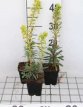 Euphorbia characias ‘Forescate’ Euphorbia characias ‘Forescate’ | Wolfsmelk 90 P9