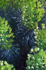 Euphorbia characias ‘Forescate’ | Wolfsmelk 90 P9