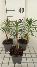 Euphorbia characias 'Purple And Gold' | Wolfsmelk 80 P9