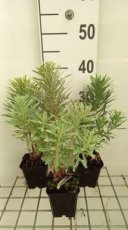 Euphorbia characias ‘Silver Edge' | Wolfsmelk 50 P9