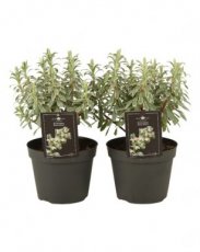 Euphorbia characias ‘Silver Swan'®(=Wilcott®) | Wolfsmelk 40 P9