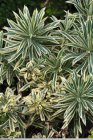 Euphorbia characias ‘Tasmanian Tiger’® | Wolfsmelk 80 P9