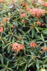 Euphorbia griffithii 'Beauty Orange' | Wolfsmelk 60 P9