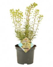 Euphorbia hybr. 'Ascot Rainbow'® 60 C3 Euphorbia hybr. 'Ascot Rainbow'® | Wolfsmelk 60 C3