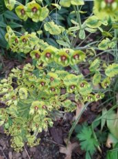 Euphorbia hybr. 'Ascot Rainbow'® | Wolfsmelk 60 P9