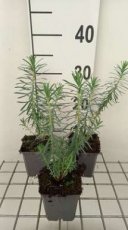 Euphorbia hybr. 'Copton Ash' | Wolfsmelk 35 P9