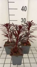 Euphorbia hybr. 'Miner's Merlot' | Wolfsmelk 60 P9