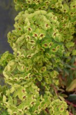 Euphorbia x martinii | Wolfsmelk 40 P9