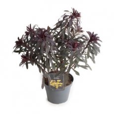 Euphorbia hybr. 'Miner's Merlot' | Wolfsmelk 60 C2