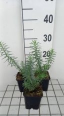 Euphorbia seguieriana ssp niciciana | Wolfsmelk 40 P9