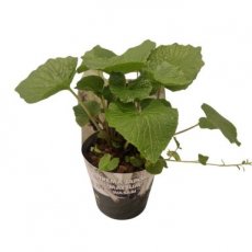Eutrema japonica 'Matsum' | Wasabi 15 C2