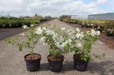 Exochorda macrantha 'Lotus Moon®' 30/40 C4 Exochorda macrantha 'Lotus Moon®' - Parelstruik 30-40 C4