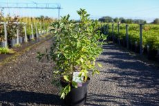 Exochorda macrantha 'Lotus Moon®' - Parelstruik 50-60 C10