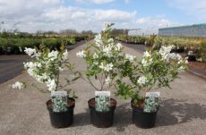 Exochorda racemosa 'Blushing Pearl' - Parelstruik  30-40 C4