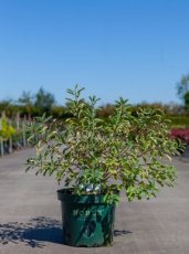 Exochorda racemosa ‘Niagara’ 50/60 C10 Exochorda racemosa ‘Niagara’-Parelstruik 50-60 C10