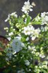 Exochorda racemosa ‘Niagara’ 25/30 C3 Exochorda racemosa ‘Niagara’-Parelstruik 25-30  C3