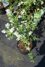 Exochorda racemosa ‘Niagara’-Parelstruik 25-30  C3