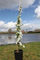 Exochorda ‘The Bride’ 100/125 C12 Exochorda ‘The Bride’ - Parelstruik 100-125 C12