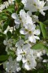 Exochorda ‘The Bride’ 50/60 C Exochorda ‘The Bride’ - Parelstruik 50-60 C