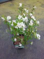 Exochorda ‘The Bride’ - Parelstruik 50-60 C