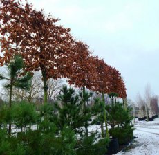 Fagus sylvatica 'Atropunicea (leiboom) 150x120   10/12  BW |  BEUK-RODE BEUK