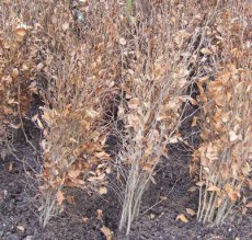 Fagus sylvatica 60/80 250 st. Fagus sylvatica (extra) 60-80  BW  250 st. |  BEUK