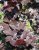 Fagus sylvatica ‘Dawyck Purple’ 150/175 Mot Fagus sylvatica ‘Dawyck Purple’ 150-175 ZUILBEUK