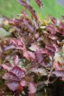 Fagus sylvatica 'Purpurea' 40/60 C Fagus sylvatica 'Purpurea'(Atropurpurea) |GESCHIKT HOGE HAAG| Rode beukenhaag-Beukenboom  40-60 C