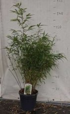 Fargesia robusta 'Formidable' 100/125 C10 Fargesia robusta 'Formidable' 100-125 C10 | CHINESE  BAMBOE