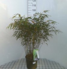 Fargesia robusta 'Formidable' 60/80 C5 Fargesia robusta 'Formidable' 60-80 C5 | CHINESE  BAMBOE