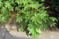 Fatsia japonica - Vingerplant 40-60 C3