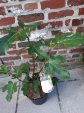 Ficus carica 'Brunswick' | 40-60 C5