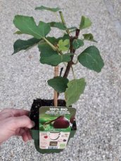 Ficus Carica 'Chicago Hardy' | Vijg 20 C1.5