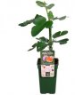 Ficus Carica 'Gustissimo® 'Perretta' C1.5 Ficus Carica 'Gustissimo® 'Perretta' | Vijg 20 C1.5