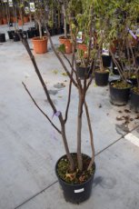 Ficus carica 'Jannot' 80/100 C10 Ficus carica 'Jannot' | Vijg 80-100 C10