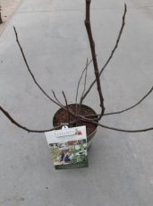 Ficus carica 'Lucky Berry'® - 4 maanden lang vruchten! | Vijg 30/40 C5