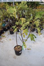 Ficus carica 'Napolitana' | Vijg 60-80 C5