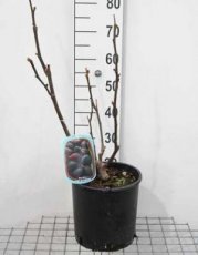 Ficus carica 'Noir de Caromb' 40/60 C10 Ficus carica 'Noir de Caromb' | Vijg 40-60 C10