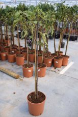 Ficus carica 'Noir de Caromb'(= Perroquine) | Vijg HA C10