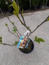 Ficus carica 'Osborn Prolific' 40/60 C10 Ficus carica 'Osborn Prolific' | Vijg 40-60 C10
