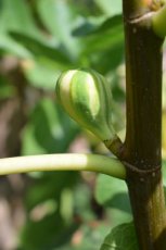 Ficus carica 'Panachée' | Vijg 30-40 C2