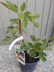 Ficus carica 'Rouge d'Argenteuil'= Violet Dauphine=Grise de Tarascon | Vijg 40-60 C10