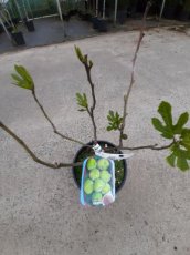 Ficus carica ‘Sucre Vert'(=Sucrette) | Vijg 40-60 C10