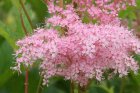 Filipendula purp.'Elegans' Filipendula purpurea 'Elegans' | Knolspirea 75 P9