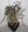 Foeniculum vulgare ‘Giant Bronze’ Foeniculum vulgare ‘Giant Bronze’ | Venkel 100 P9