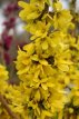 Forsythia int. 'Mikador'® 30/40 C Forsythia intermedia 'Mikador'® (=minfor6) - Chinees klokje 30-40 C